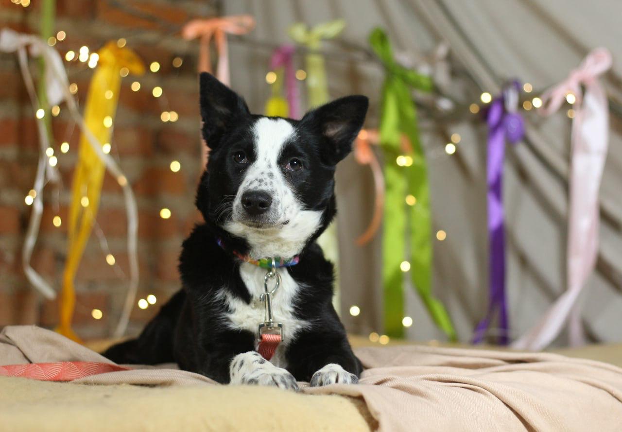 Chiens à adopter